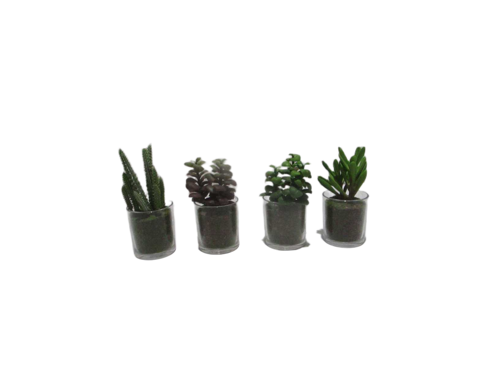 Succulents In Glass Pot 7x7.5x17cm,