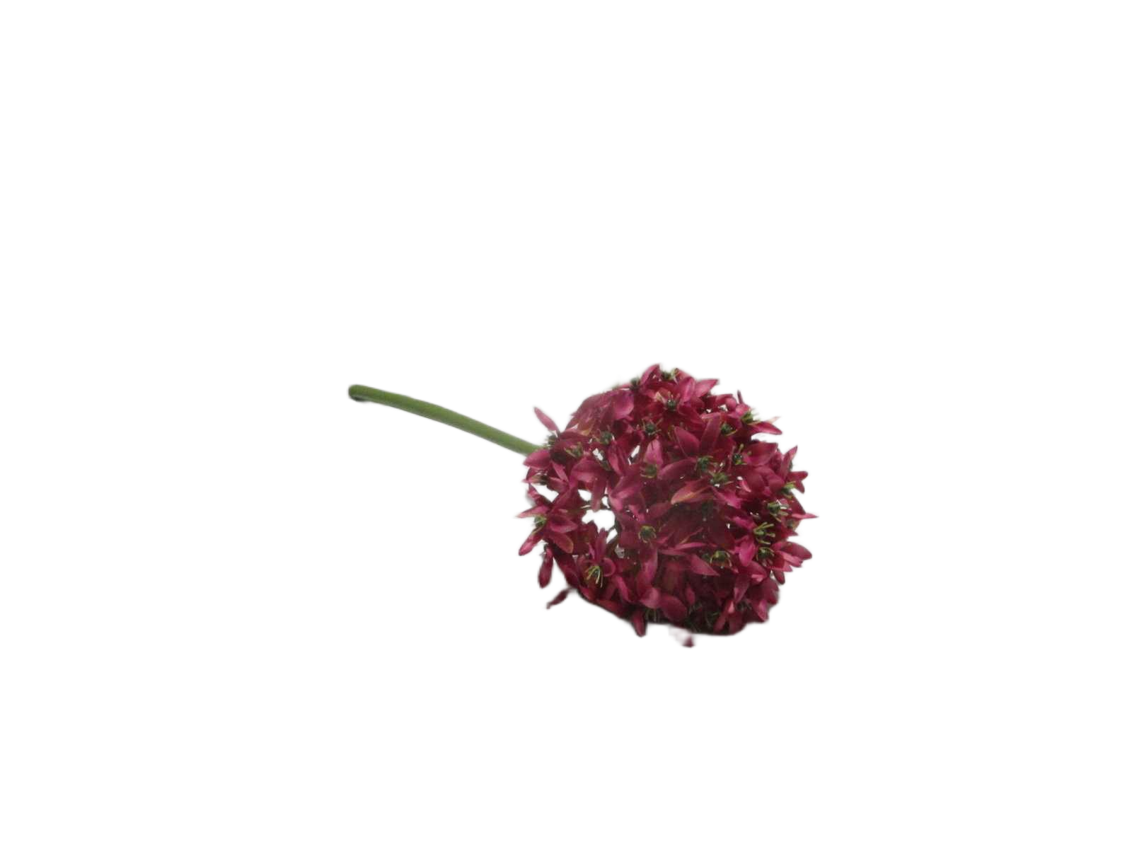 Ball Flowers