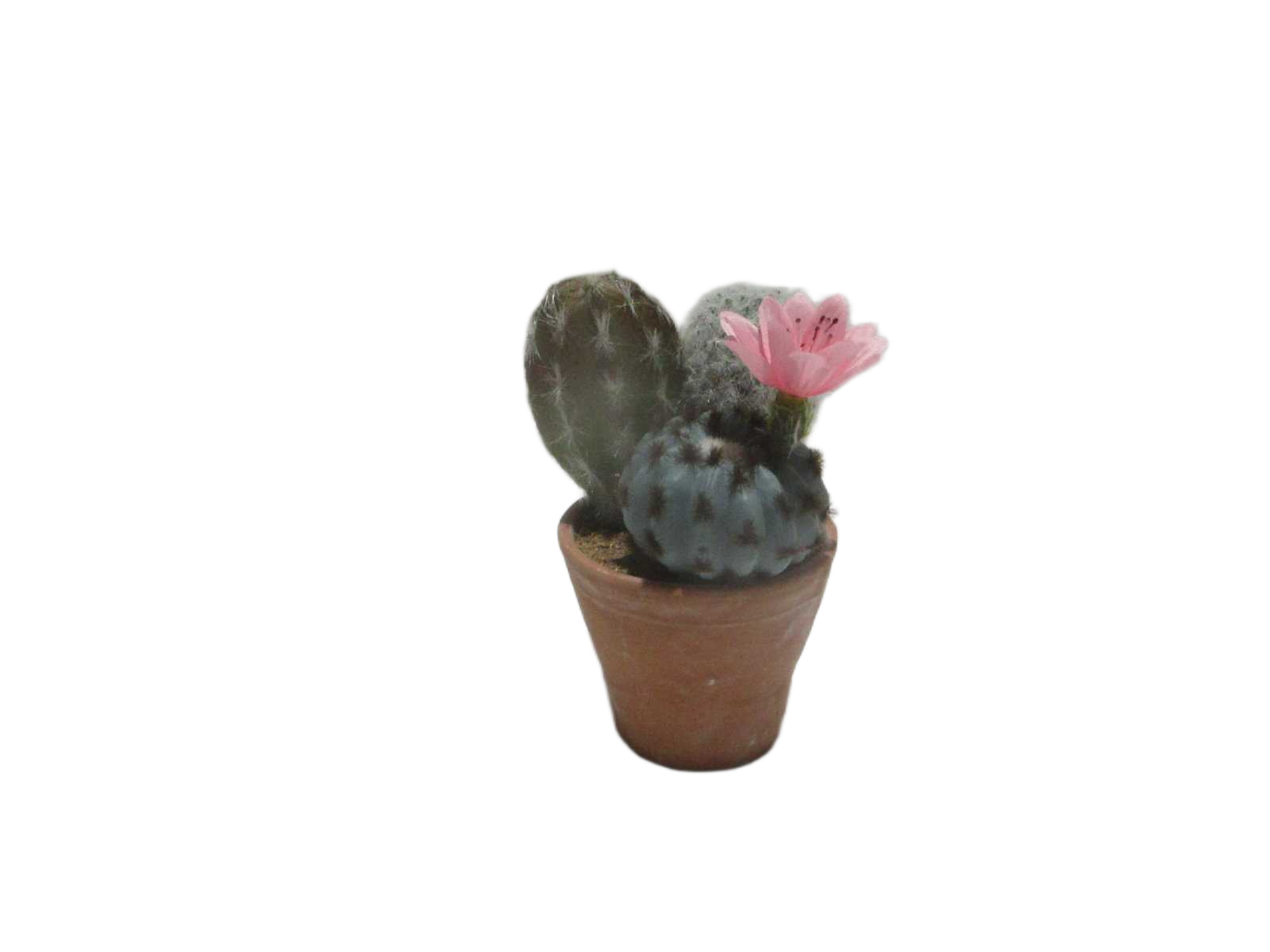 Pot Succulent 17cm
