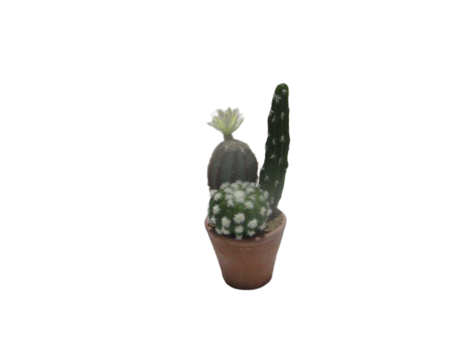 23.5cm Succulent In Pot