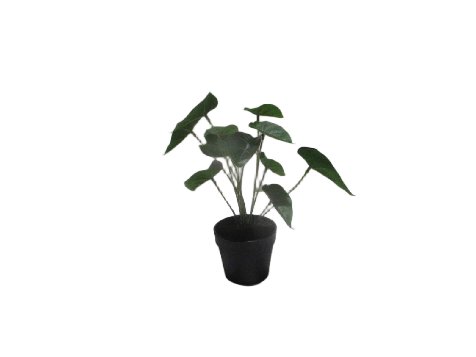 27cm Real Touch Syngonium X 12 Lvs In Plastic Pot(Pot Size:d100 X H82mm)