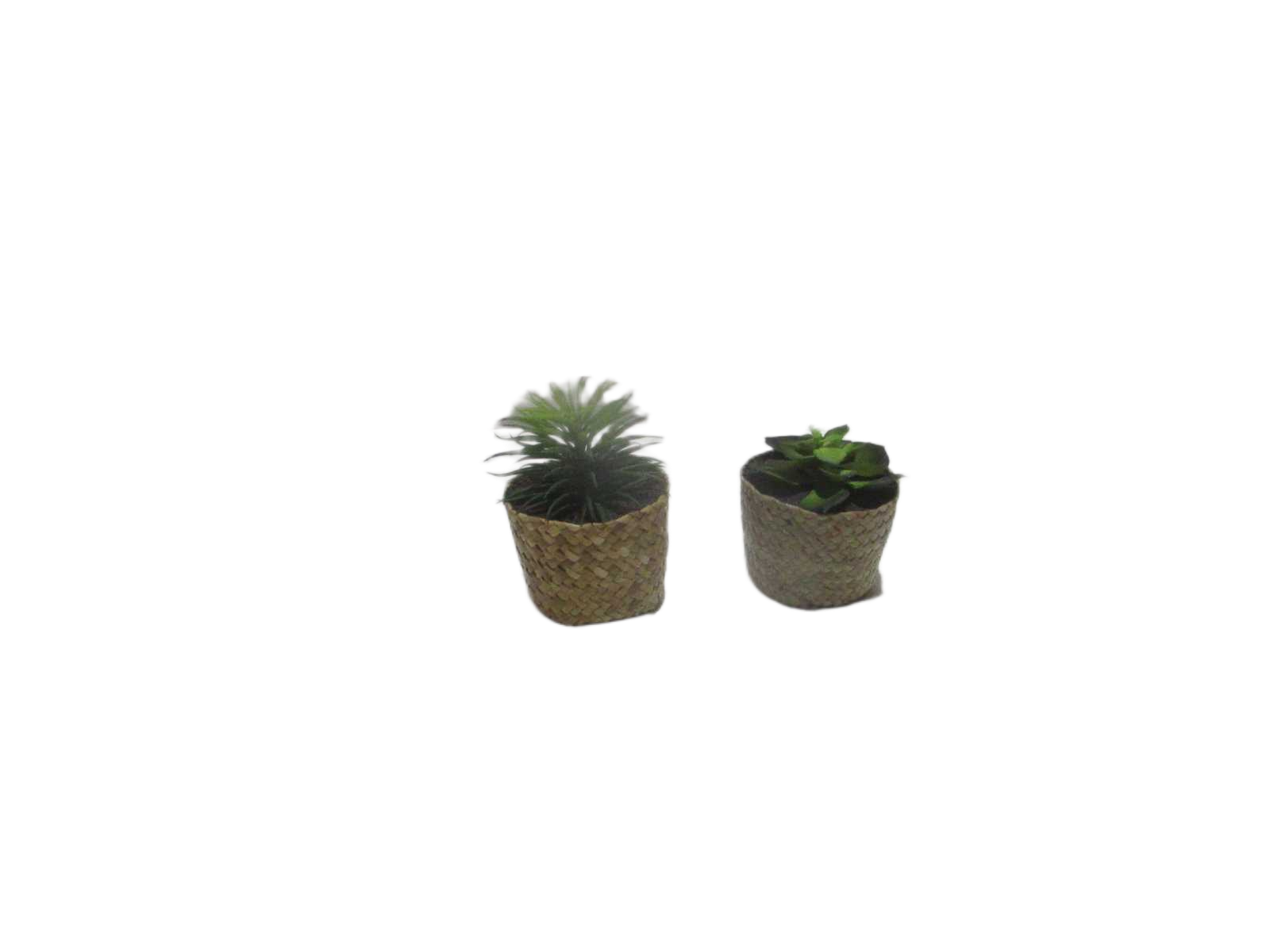 9cm Succulent In Straw Pot(Pot Size:d8.5 X H7cm)