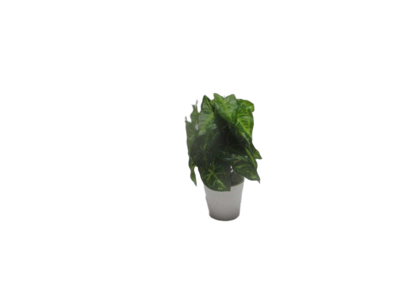 Taro * 24lvs, In Plastic Pot(Pot:d8 X H7.5cm)