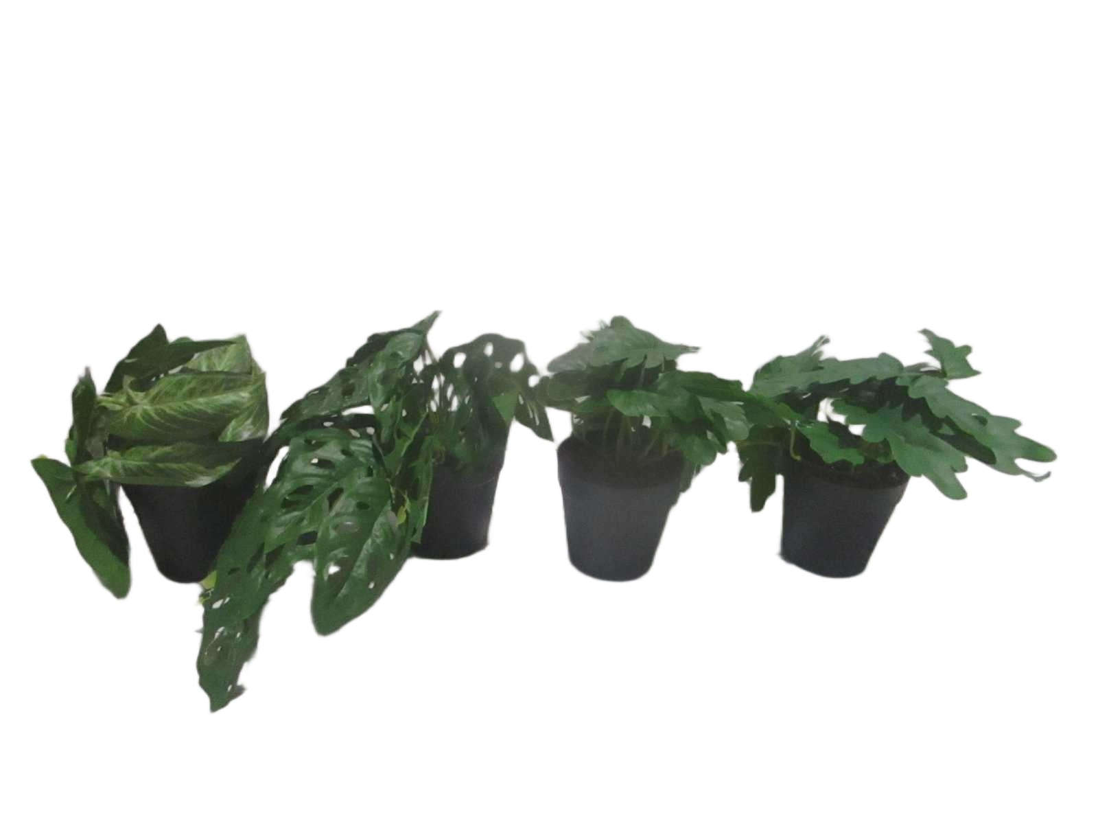 17cm Real Touch Syngonium X 22 Lvs In Plastic Pot(Pot Size:d9.5 X H9cm)