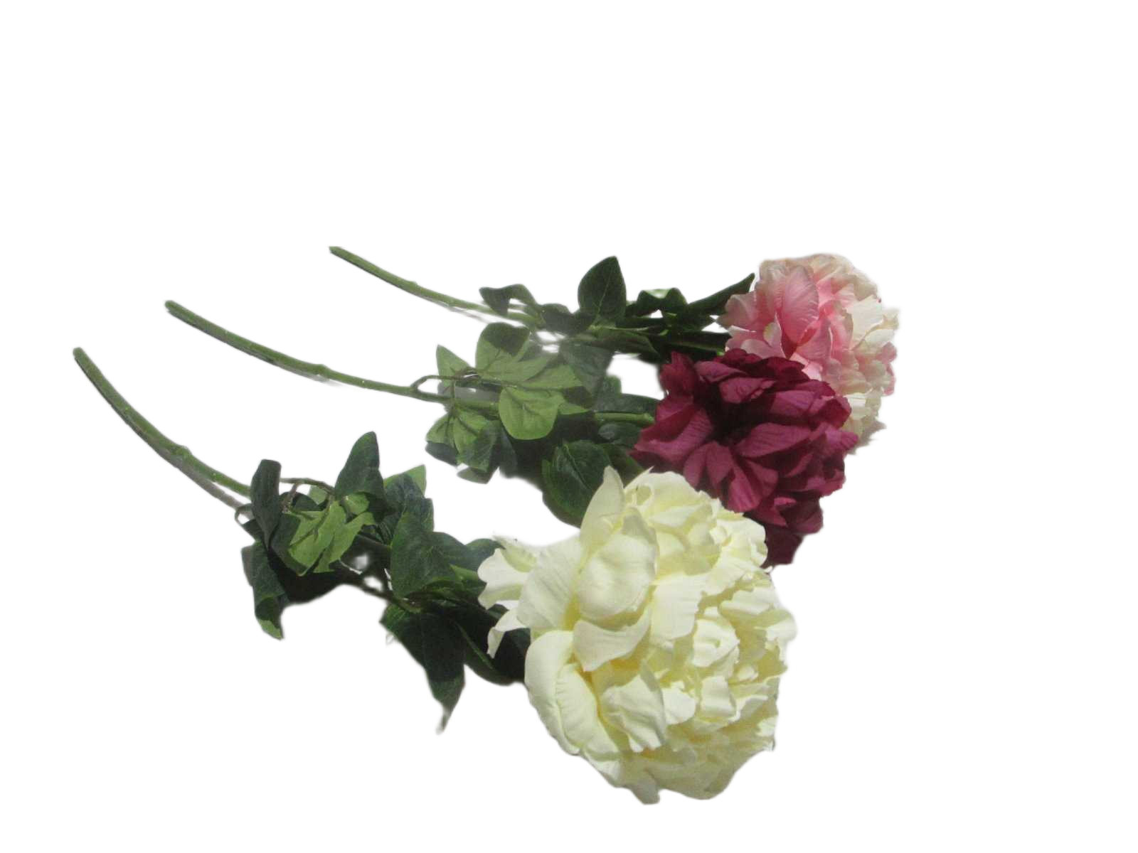 Single Peony